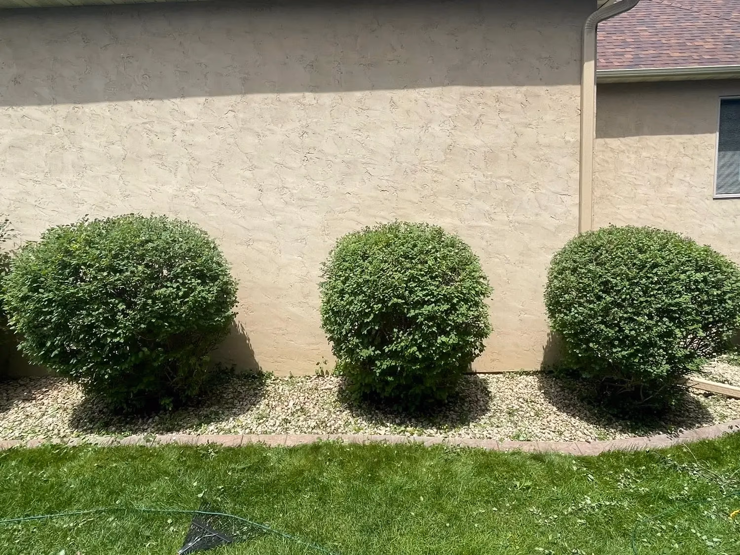 Three neatly trimmed round bushes planted in a bed of light rocks against a beige wall.