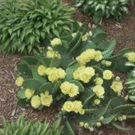 Green cactus plant with clusters of small yellow flowers growing in mulch-covered soil.